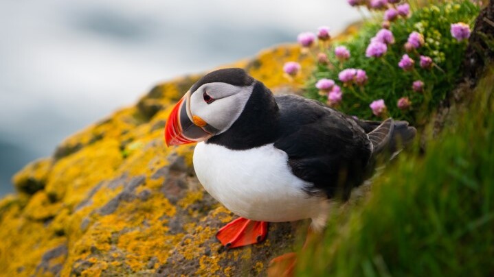 Ein Puffin - das beliebteste Fotomotiv — Foto: shutterstock / Blue Planet Studio  