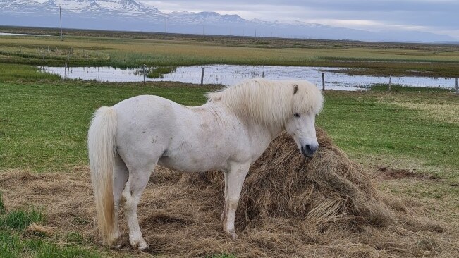 Einen Ausritt mit einem Islandpferd sollte unbedingt ins Programm. Und man muss kein Reitprofi sein — Foto: Christiane Reitshammer