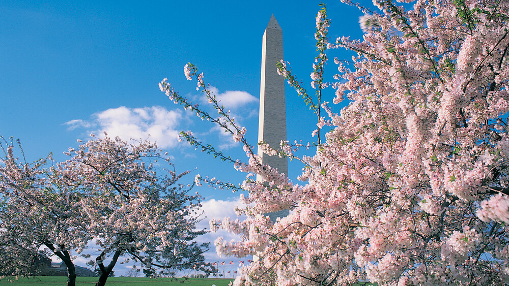 Cherry Blossoms in DC   — Foto: washington.org 