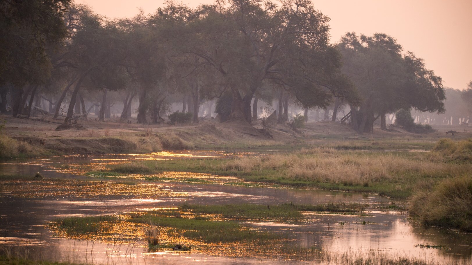 Mana Pools in Simbabwe   — Foto: Wilderness  