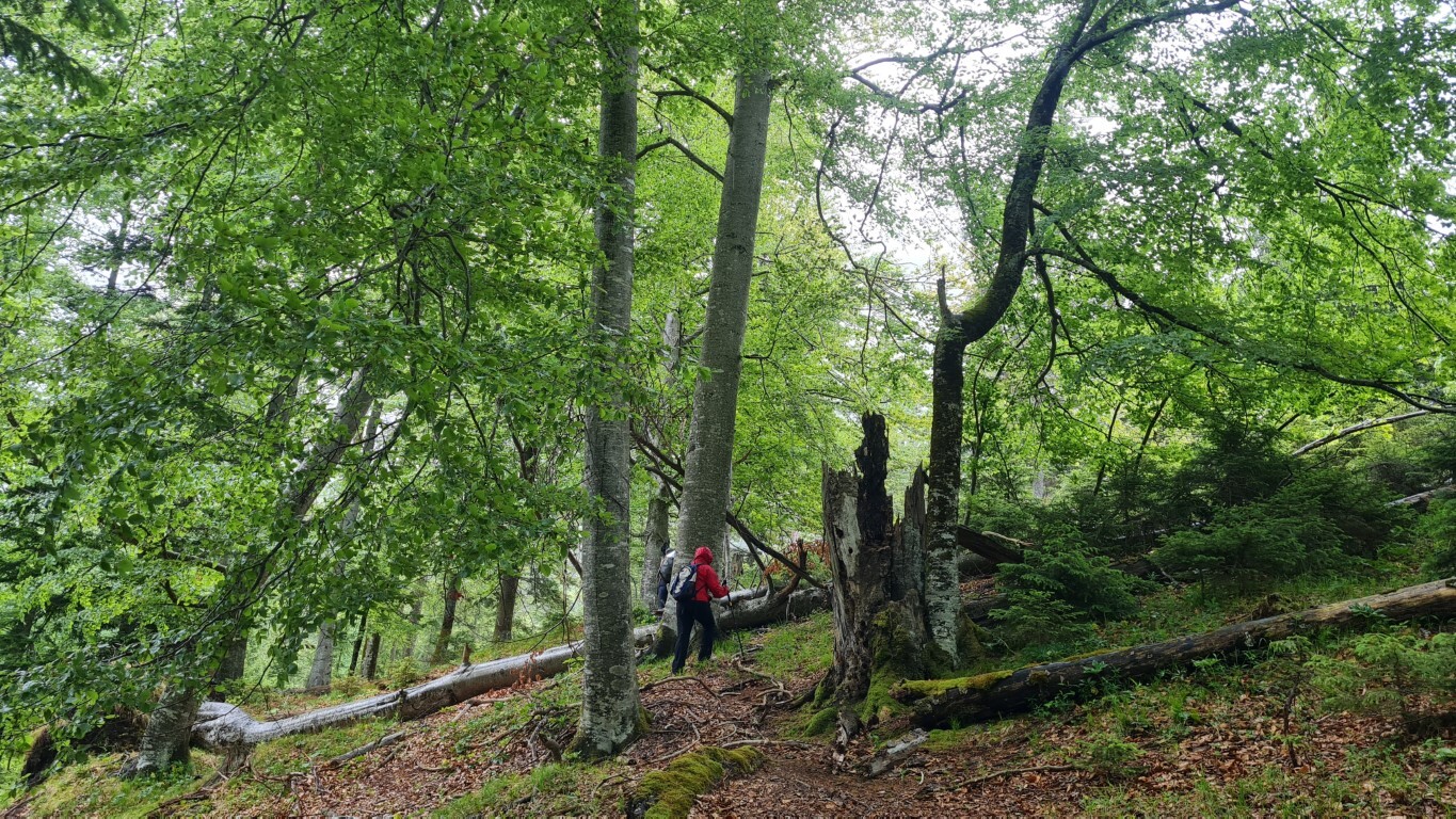 Wildnisgebiet Dürrenstein-Lassingtal — Foto: Christiane Reitshammer