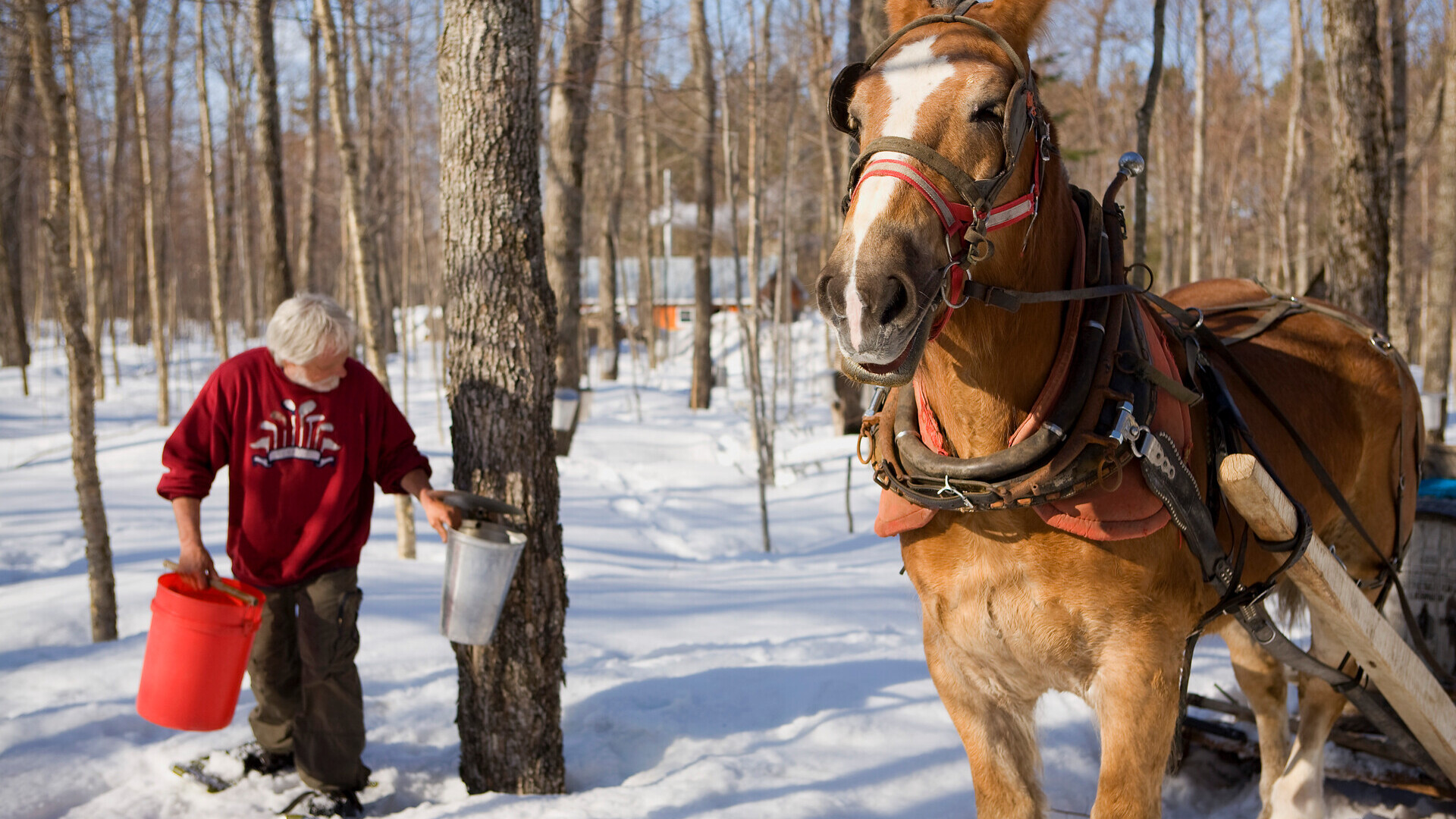 Chaudière-Appalaches, Ernte des Ahornwassers — Foto:  Gouvernement du Québec / Mathieu Dupuis