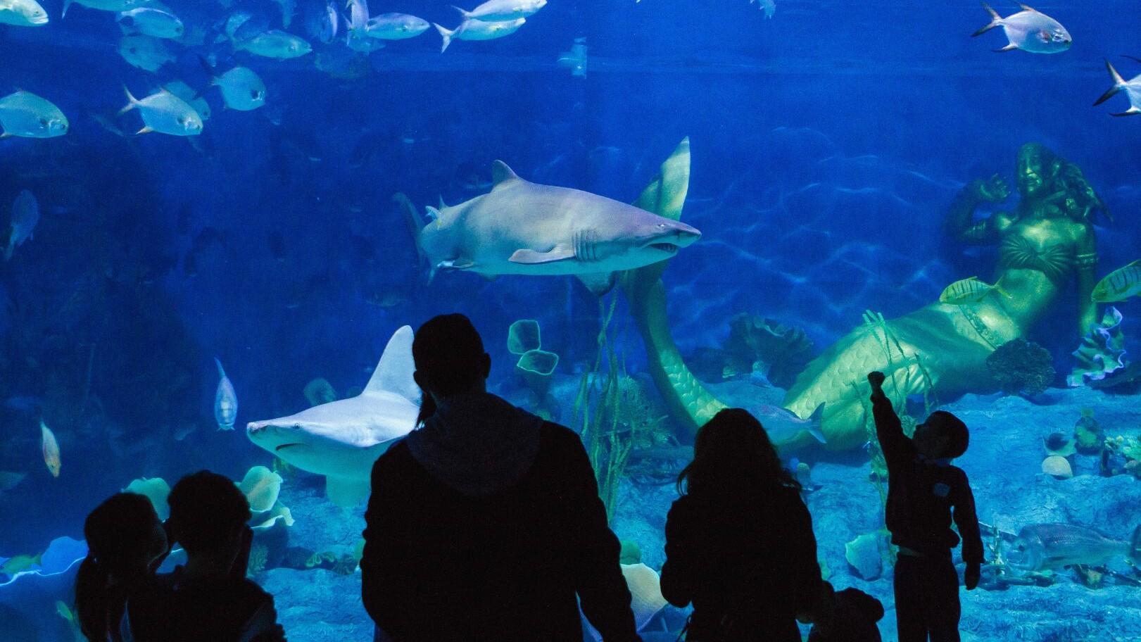 Melbourne Aquarium — Foto: Visit Victoria  