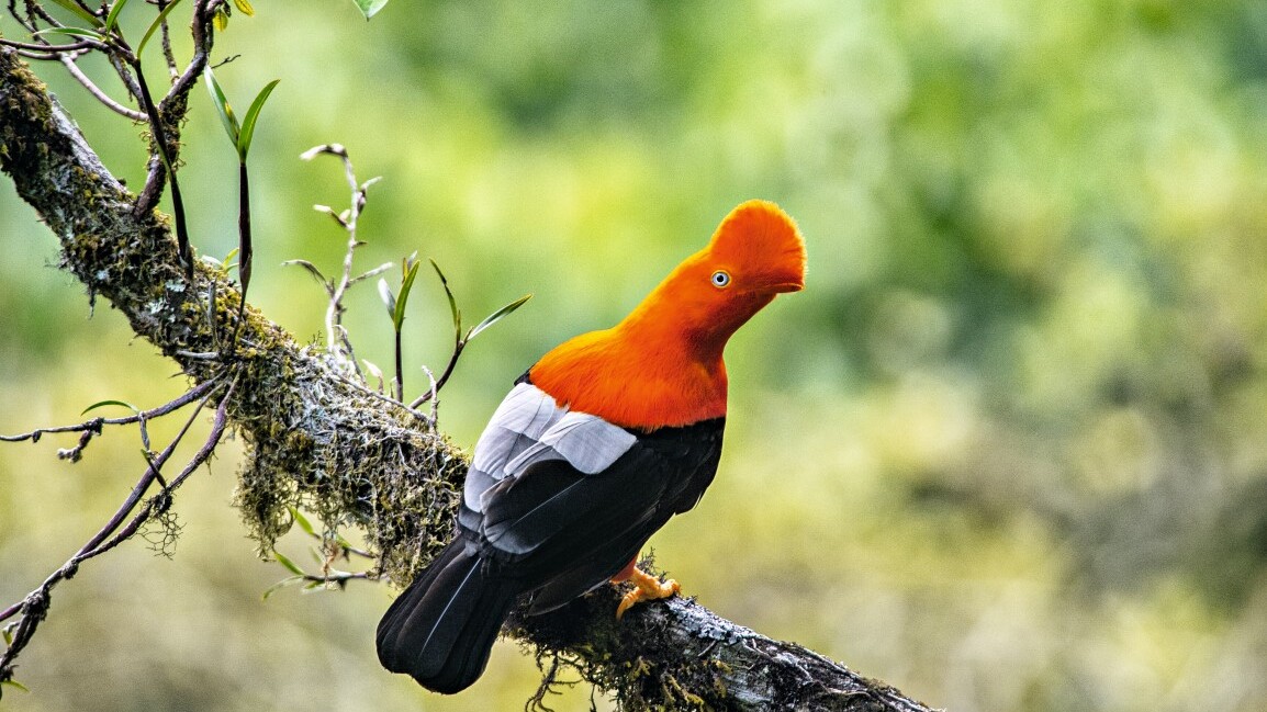 Der Andenfelsenhahn – Nationalvogel von Peru — Foto: Promperú