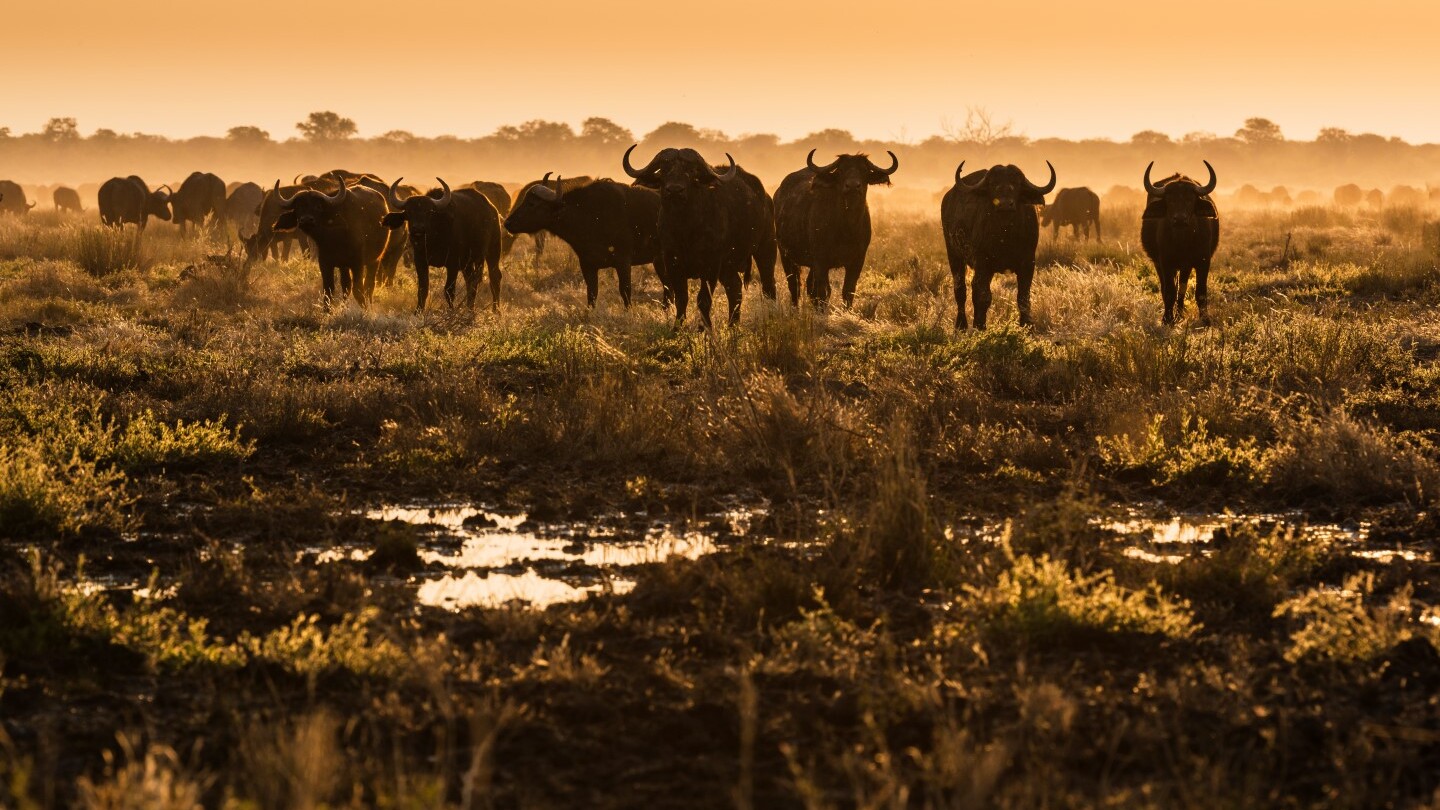 Büffelherde in der Nähe von Wilderness Mokete in Botswana   — Foto: Wilderness