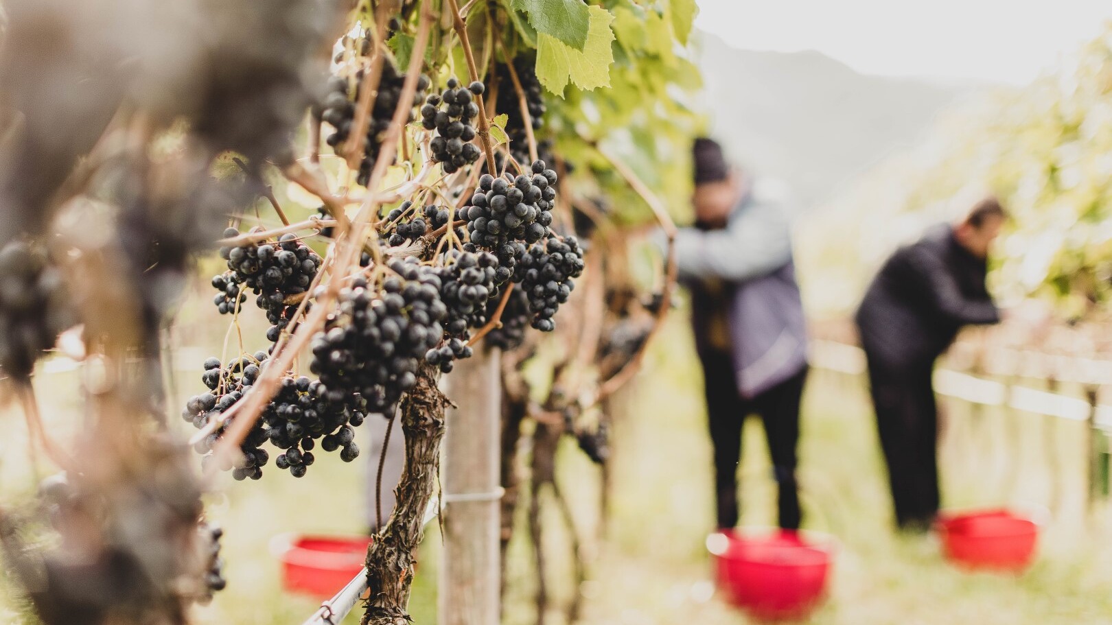 Seeleiten / Weingut Moser
 — Foto: Seeleiten / Weingut Moser