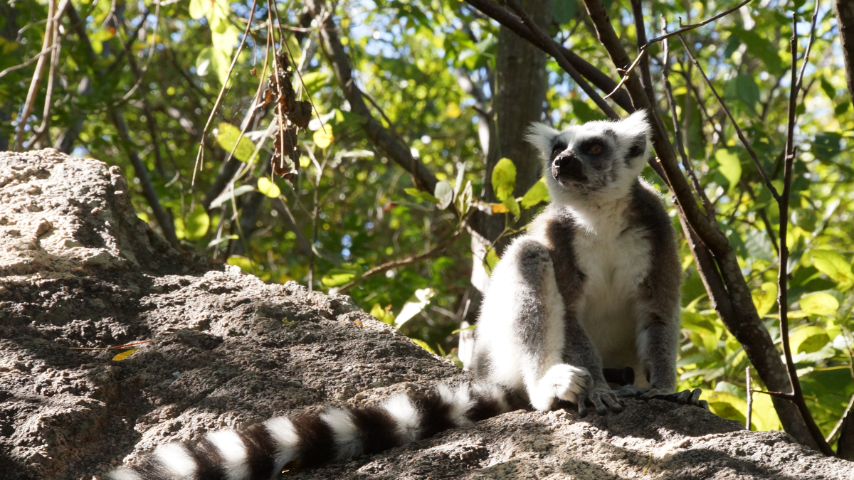 Madagaskar Family & Teens  — Foto: For Family Reisen