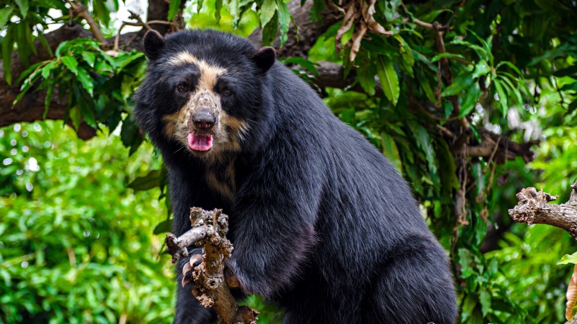 Der Brillenbär — Foto: Promperú