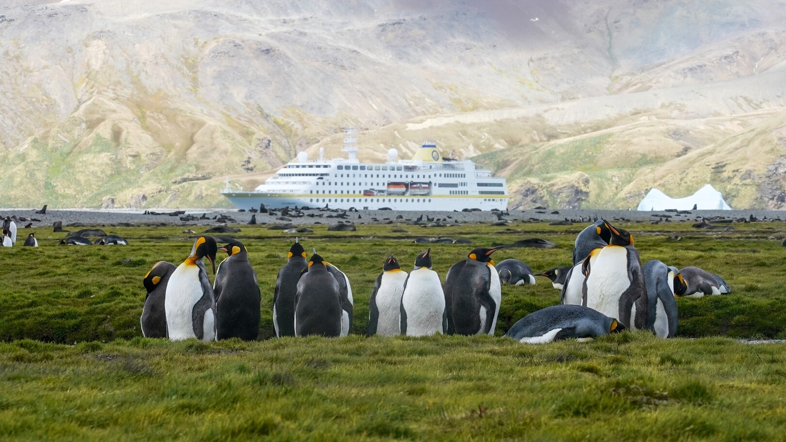 MS Hamburg, Fortuna Bay, South Georgia  — Foto: Plantours