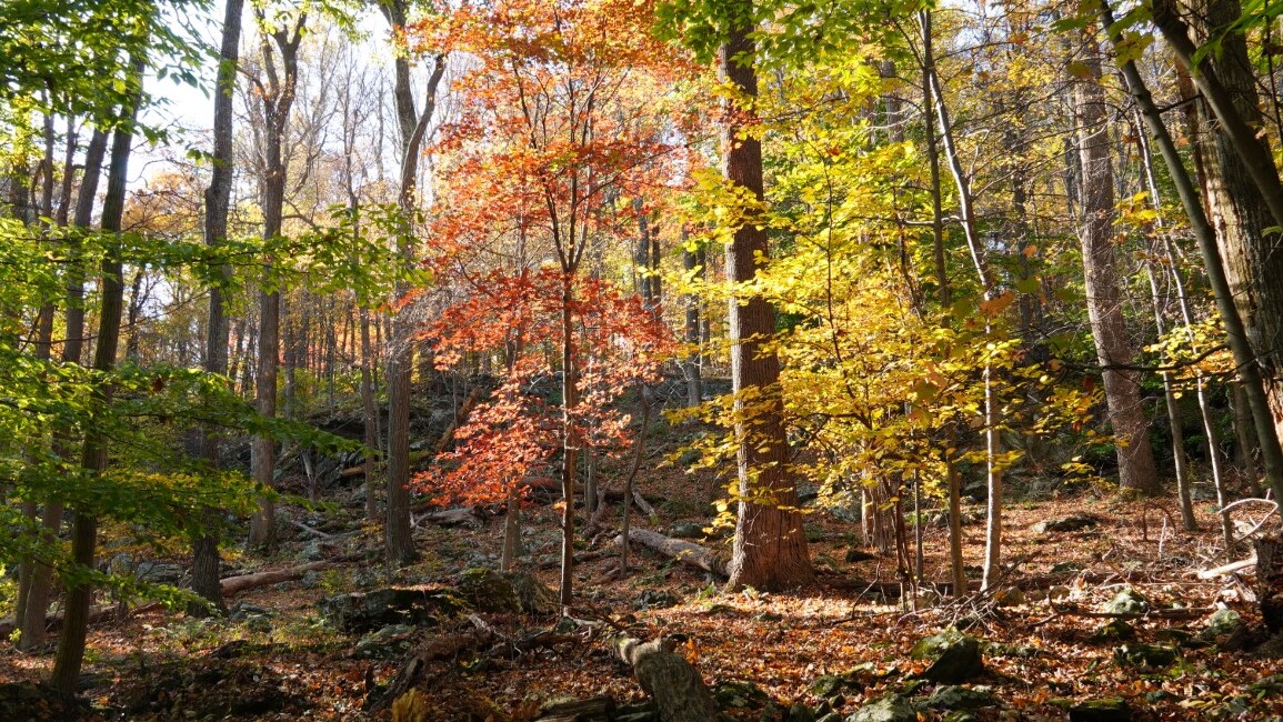 Maryland, Cunningham State Park — Foto: Christiane Reitshammer