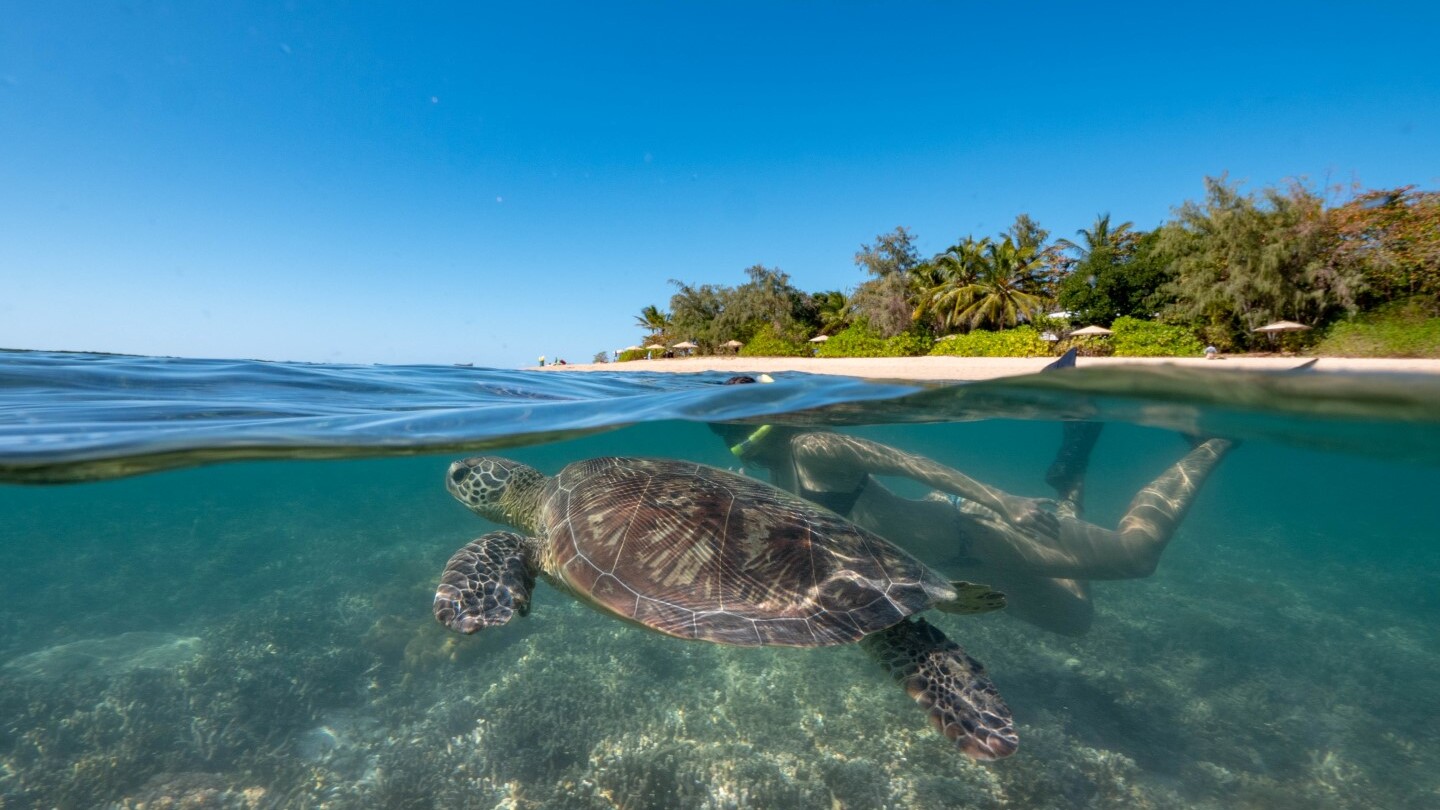 Schildkröten vor Green Island — Foto: TTNQ