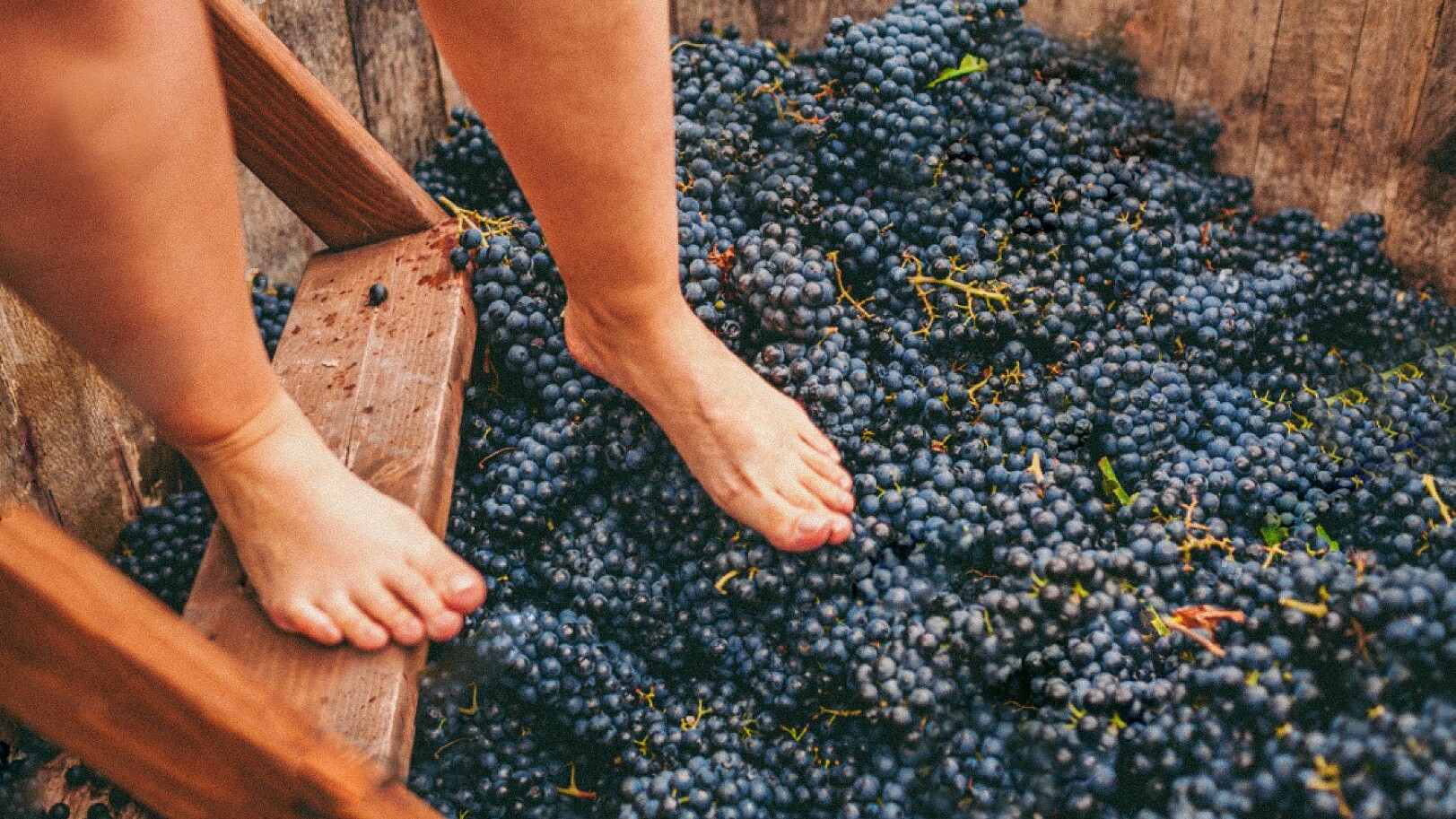 Traubenstampfen beim Erlebnis "Weinlese in der Stadt"  — Foto: HILODI - WOW Porto