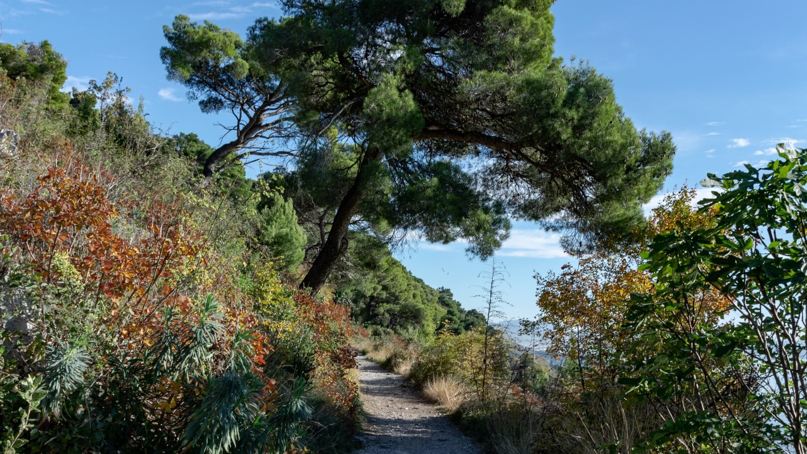 Der Salbeiweg im Karst — Foto: Paola De Cassan 