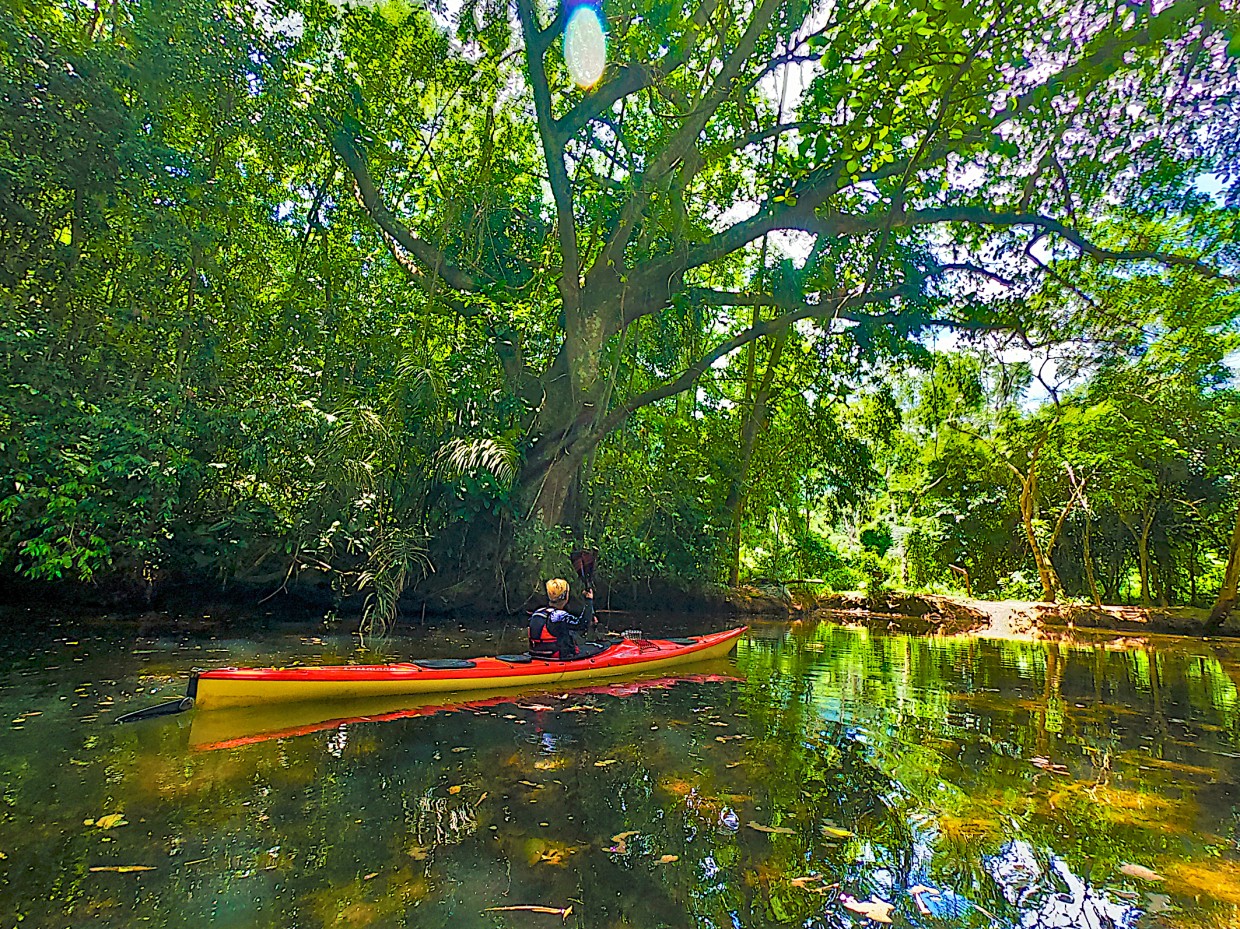 Im Seekajak durch Mangrovenwälder 
an Brasiliens Küste
 — Foto: Club Aktiv / Lars Karkosz