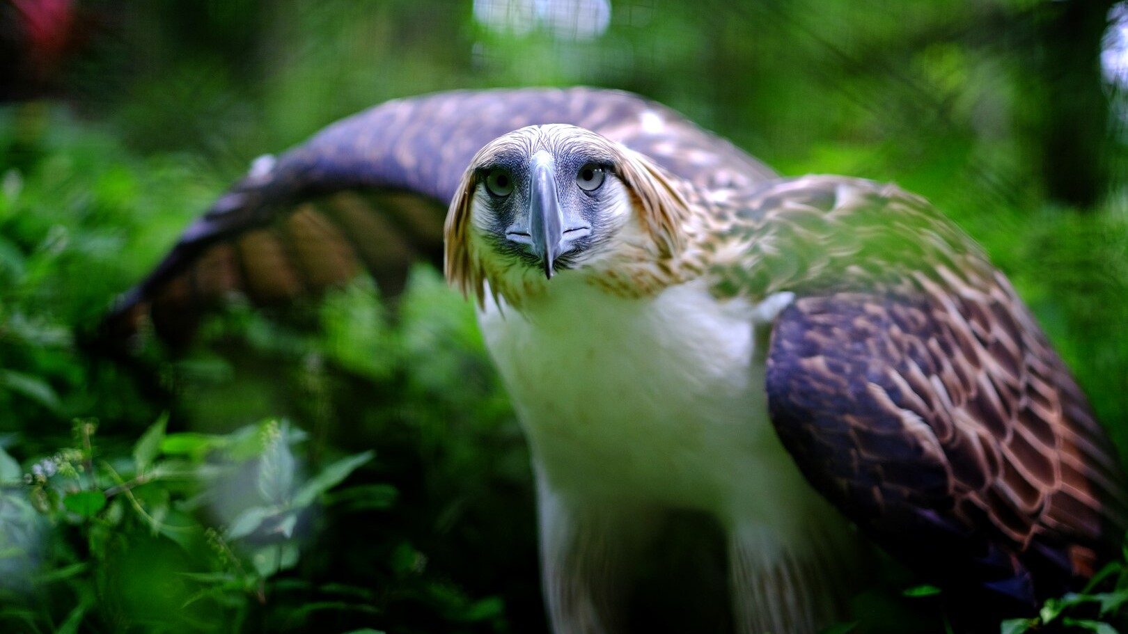 Philippine Eagle — Foto: Rhonson Ng / Philippine Department of Tourism 