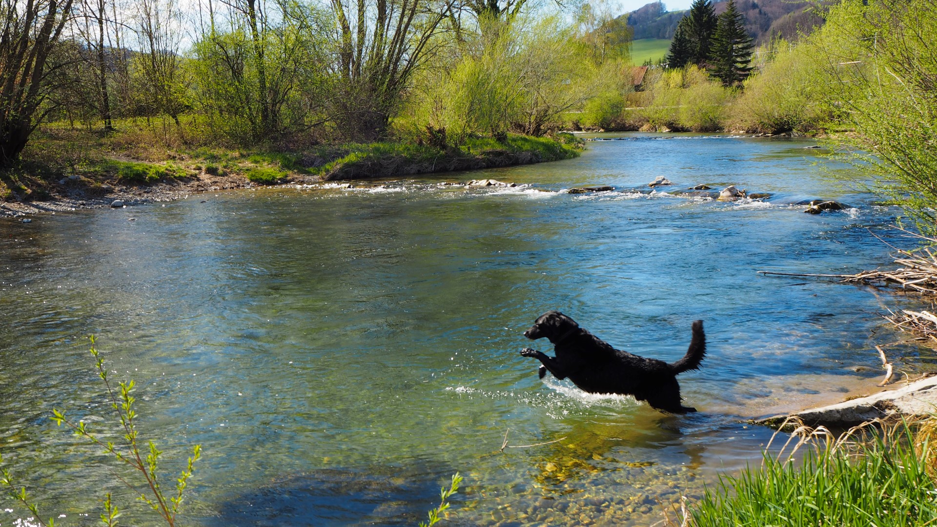 Die schönsten Hundebadeplätze — Foto: Wiederunterwegs.com