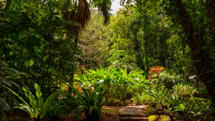 Mahé Botanical Gardens  — Foto: SeyVillas.com 