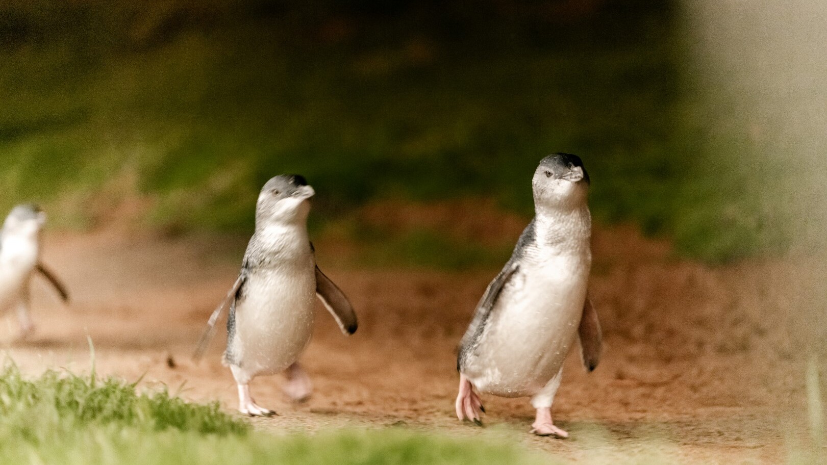 Pinguin Parade — Foto: Visit Victoria  